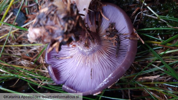 Lepista nuda