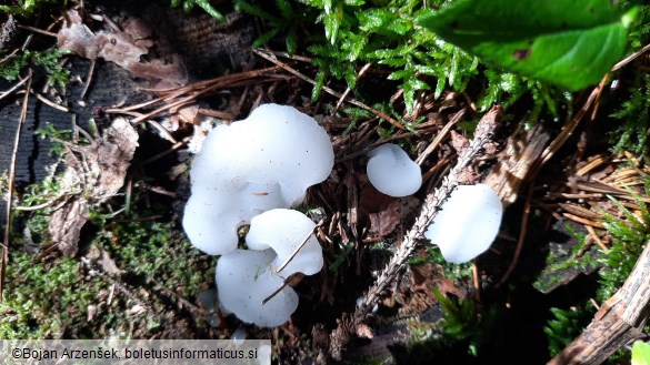 Pseudohydnum gelatinosum