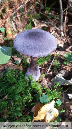 Cortinarius violaceus