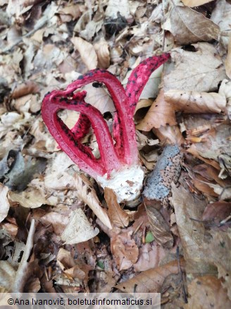 Clathrus archeri