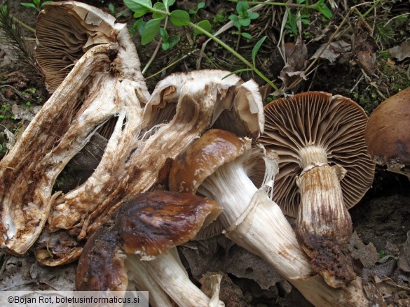 Agrocybe erebia