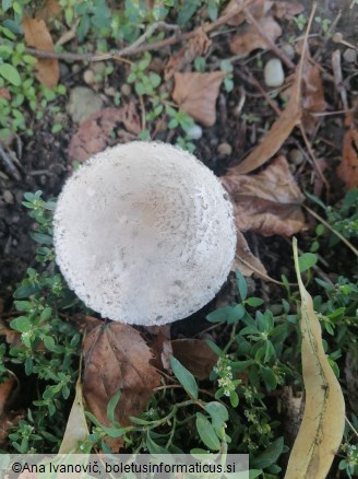 Leucoagaricus leucothites