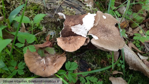 Polyporus ciliatus