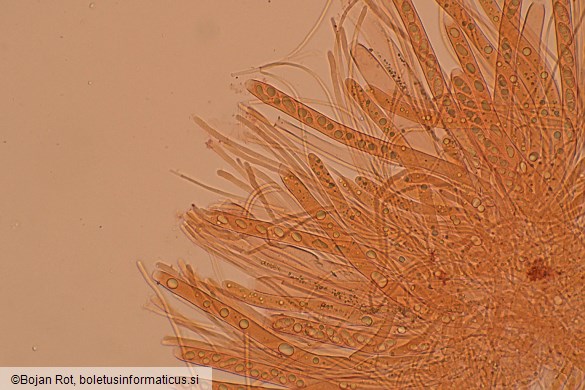 Lanzia luteovirescens