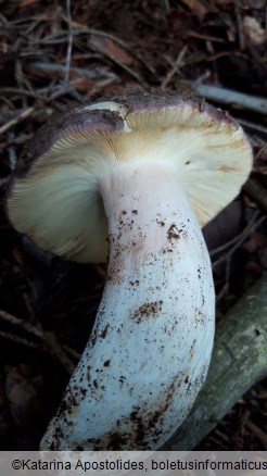 Russula olivacea