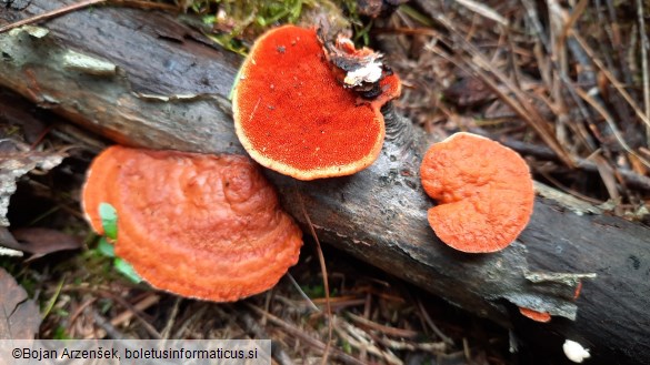 Pycnoporus cinnabarinus