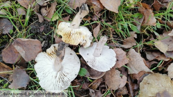 Tricholoma scalpturatum