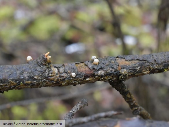 Sphaerobolus stellatus