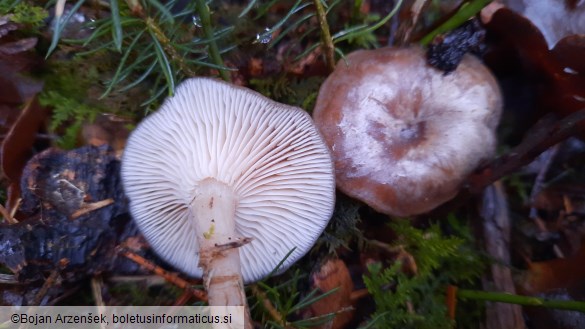 Clitocybe radicellata