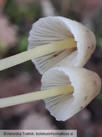 Mycena epipterygia var. epipterygia