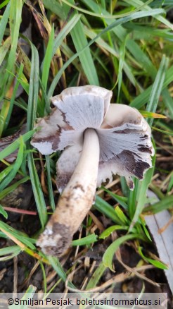 Coprinopsis atramentaria