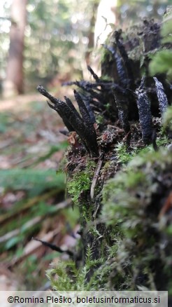 Xylaria hypoxylon