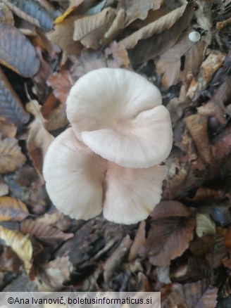 Entoloma rhodopolium