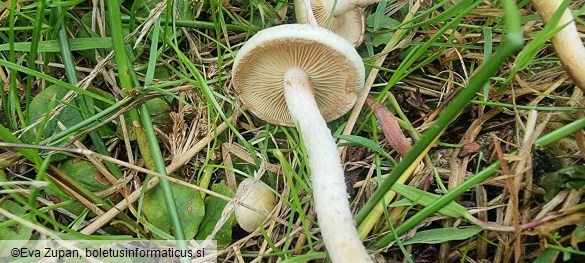 Pholiota gummosa