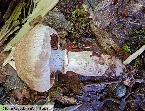 Cortinarius torvus