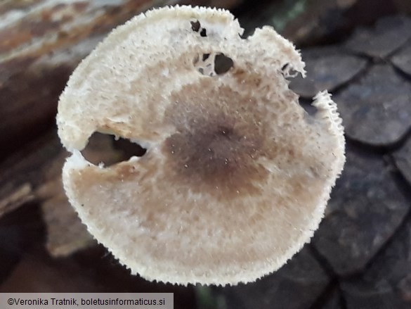 Polyporus arcularius