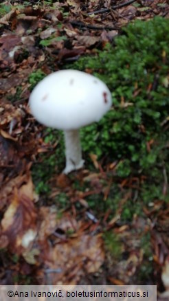 Amanita virosa