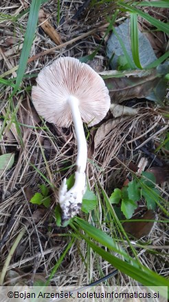 Volvariella murinella