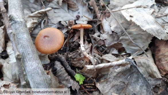 Conocybe aporos