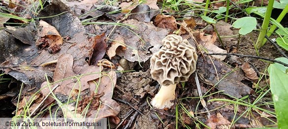 Morchella americana