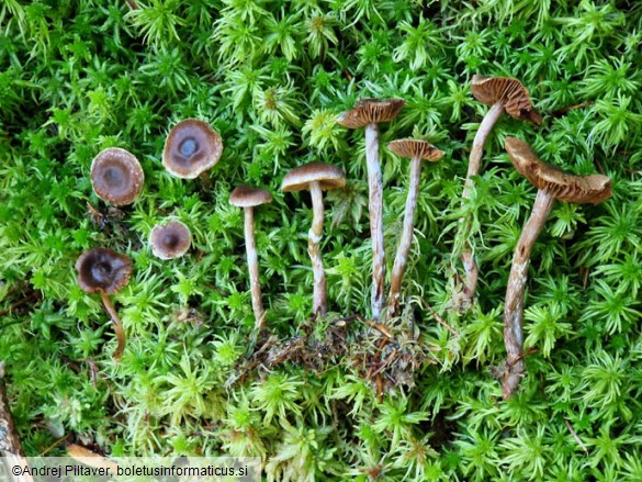 Cortinarius albovariegatus