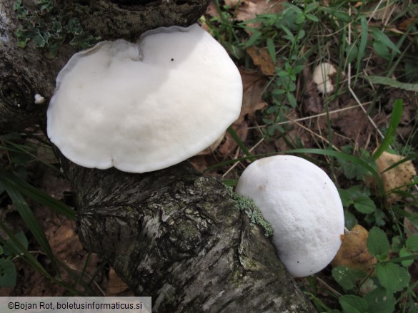 Tyromyces chioneus