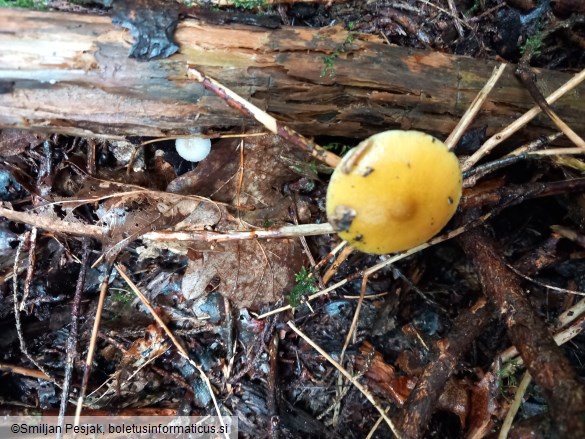 Pluteus leoninus