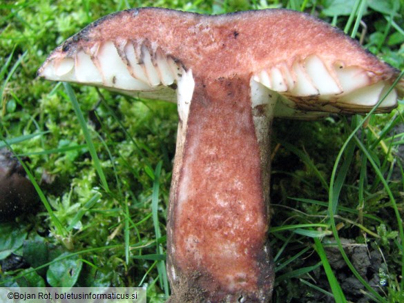 Russula nigricans