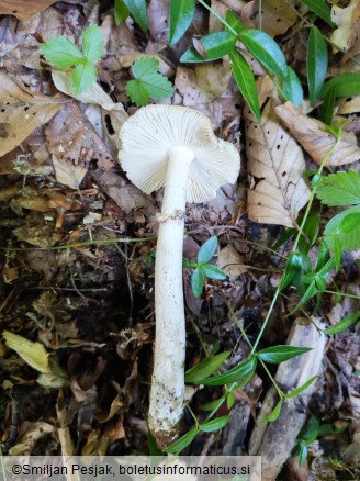 Amanita eliae