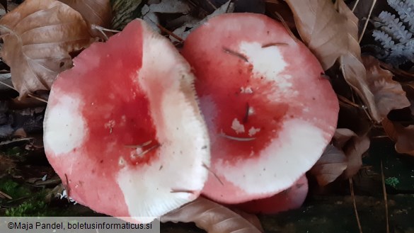 Russula paludosa