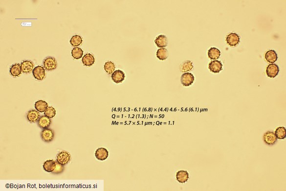 Tulostoma squamosum