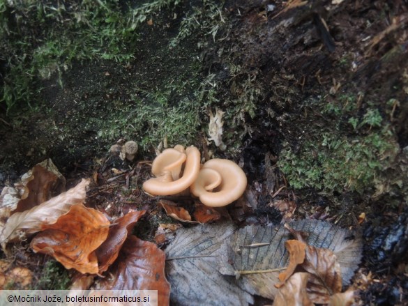 Lentinellus cochleatus