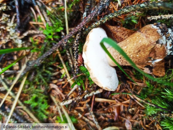 Tylopilus felleus