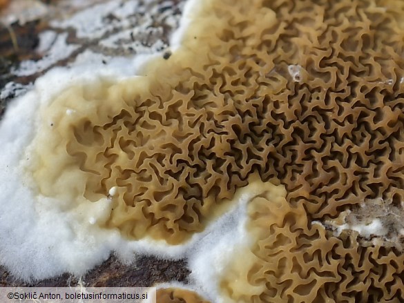 Serpula himantioides