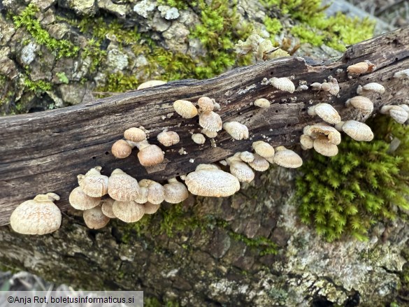 Panellus stipticus