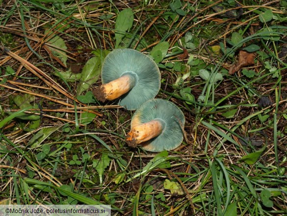 Lactarius semisanguifluus