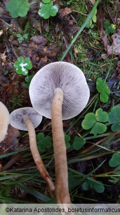 Hypholoma capnoides