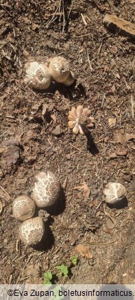 Agaricus xanthodermus var. lepiotoides