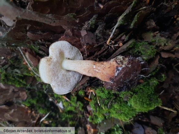 Tylopilus felleus