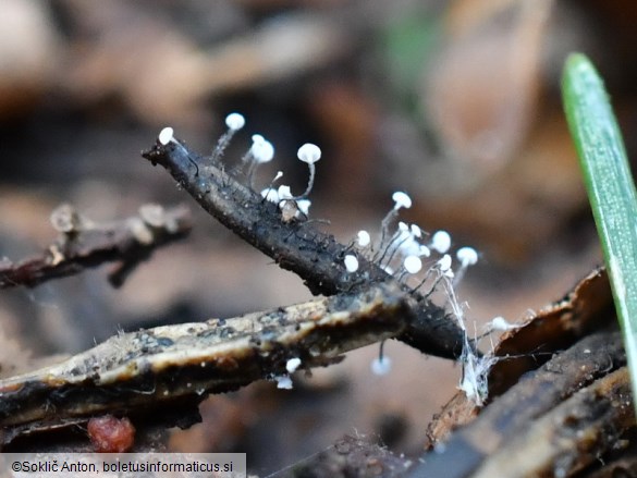 Ombrophila juniperinella