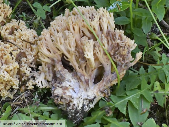 Mycogone calospora