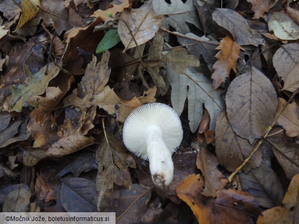 Russula poichilochroa