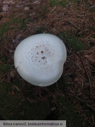 Lentinus tigrinus