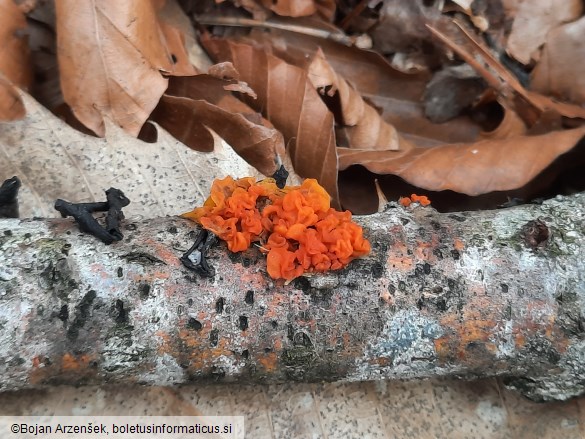 Tremella mesenterica