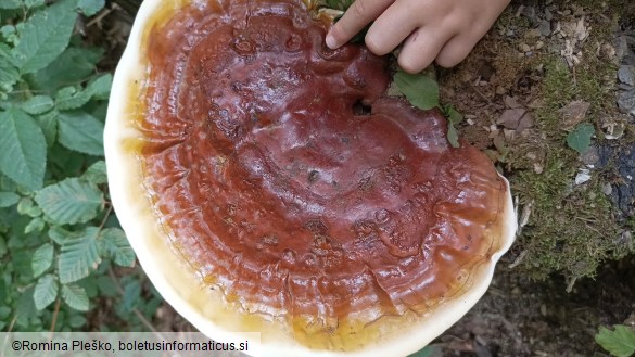 Ganoderma resinaceum