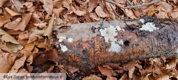 Cristinia helvetica