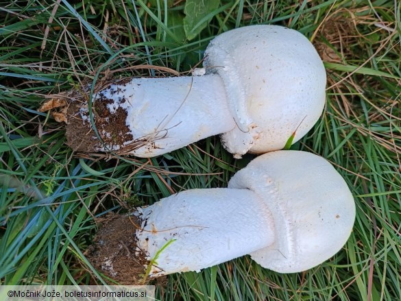 Agaricus urinascens