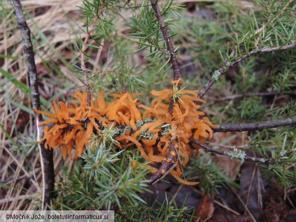 Gymnosporangium clavariiforme