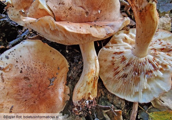 Tricholoma populinum