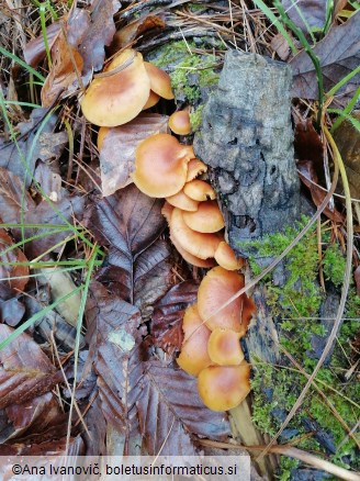 Pholiota spumosa